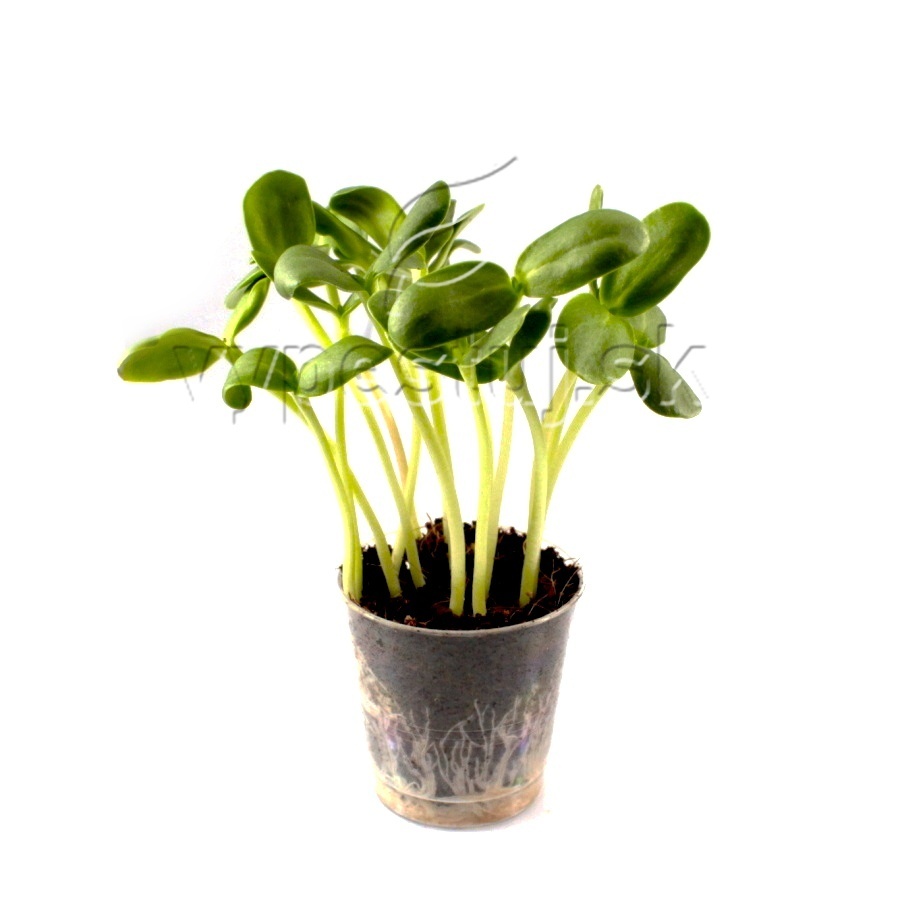Slnečnica na microgreens  100g